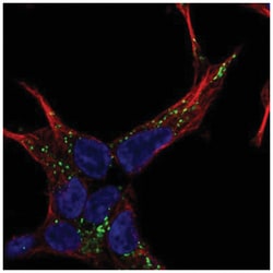 NELL2 Antibody, Novus Biologicals:Antibodies:Primary Antibodies