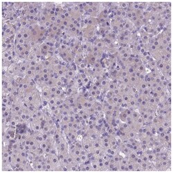 NEUROD4 Antibody, Novus Biologicals 25 &mu;L, Unlabeled:Antibodies, Polyclonal