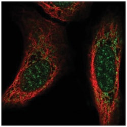 Neuroglycan C/CSPG5 Antibody, Novus Biologicals 100 &mu;L | Buy Online | Novus Biologicals | Fisher Scientific