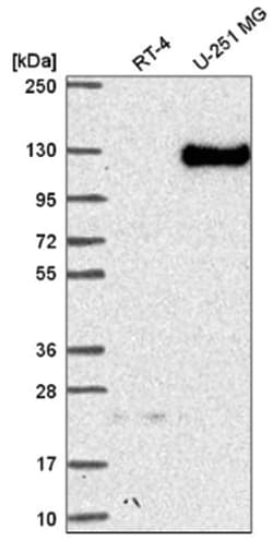 Neuropilin-2 Antibody, Novus Biologicals 100&mu;L; Unlabeled:Antibodies,