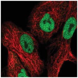 NFAT5 Antibody, Novus Biologicals:Antibodies:Primary Antibodies