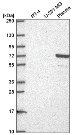 NFATC1/NFAT2 Antibody, Novus Biologicals 25 &mu;L, Unlabeled:Antibodies,
