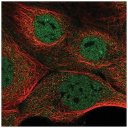 NFATC3/NFAT4 Antibody, Novus Biologicals:Antibodies:Primary Antibodies