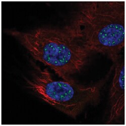 NFATC4 Antibody, Novus Biologicals:Antibodies:Primary Antibodies