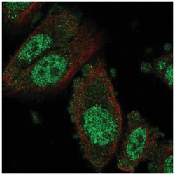 NFX1 Antibody, Novus Biologicals:Antibodies:Primary Antibodies