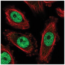 NFYC Antibody, Novus Biologicals:Antibodies:Primary Antibodies