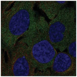 NGL-1/LRRC4C Antibody, Novus Biologicals 100&mu;L; Unlabeled:Antibodies,