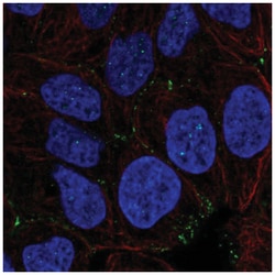 NHS Antibody, Novus Biologicals 100&mu;L; Unlabeled:Antibodies, Polyclonal