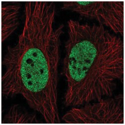 NICN1 Antibody, Novus Biologicals:Antibodies:Primary Antibodies