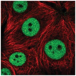 NIF1 Antibody, Novus Biologicals 100&mu;L; Unlabeled:Antibodies, Polyclonal
