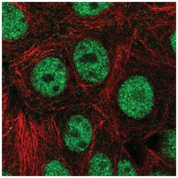 NIF1 Antibody, Novus Biologicals:Antibodies:Primary Antibodies