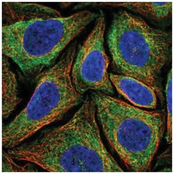 Ninjurin-2 Antibody, Novus Biologicals:Antibodies:Primary Antibodies