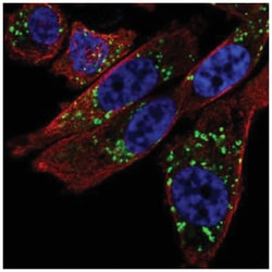 NIPA2 Antibody, Novus Biologicals 100&mu;L; Unlabeled:Antibodies, Polyclonal