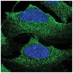 NKCC1/SLC12A2 Antibody, Novus Biologicals:Antibodies:Primary Antibodies