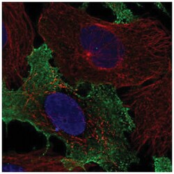 NKG2C/CD159c/KLRC2 Antibody, Novus Biologicals:Antibodies:Primary Antibodies