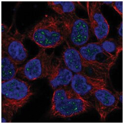 NKX2-4 Antibody, Novus Biologicals:Antibodies:Primary Antibodies