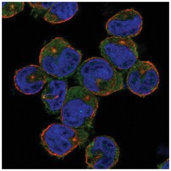 NLRC3 Antibody, Novus Biologicals:Antibodies:Primary Antibodies