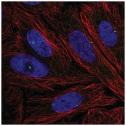 NLRC5 Antibody, Novus Biologicals 100&mu;L; Unlabeled:Antibodies, Polyclonal