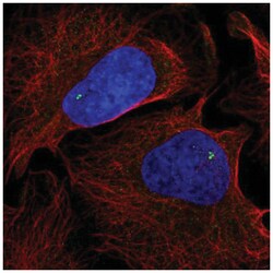 NLRC5 Antibody, Novus Biologicals:Antibodies:Primary Antibodies