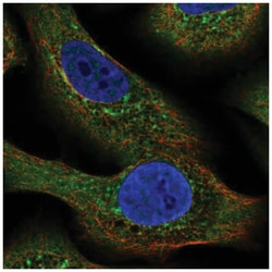 NLRP2/NALP2 Antibody, Novus Biologicals:Antibodies:Primary Antibodies