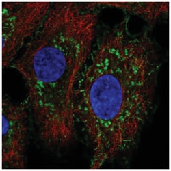 NLRX1 Antibody, Novus Biologicals:Antibodies:Primary Antibodies