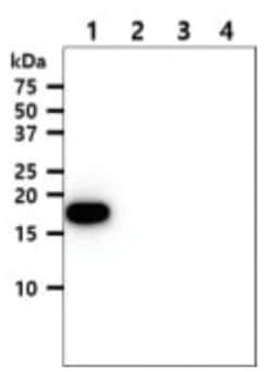 NM23-H1 Mouse anti-Human, Clone: 5F4, Novus Biologicals:Antibodies:Primary