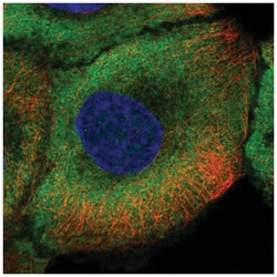nNOS Antibody, Novus Biologicals:Antibodies:Primary Antibodies