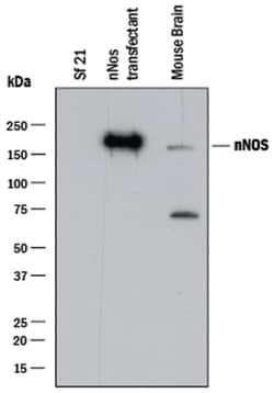Human/Mouse nNOS Antibody, R D Systems 25&mu;g; Unlabeled:Antibodies, Monoclonal