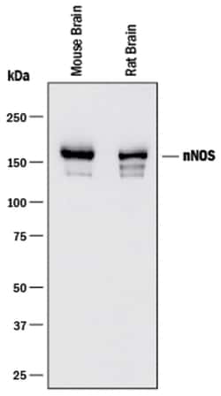 Human/Mouse/Rat nNOS Antibody, R D Systems:Antibodies:Primary Antibodies
