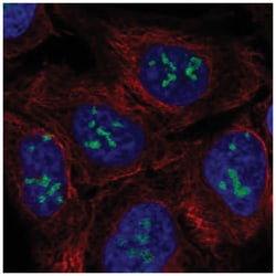 NO66 Antibody, Novus Biologicals:Antibodies:Primary Antibodies