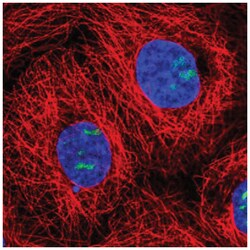 NOC3L Antibody, Novus Biologicals:Antibodies:Primary Antibodies