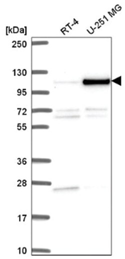 NOC3L Antibody, Novus Biologicals 100&mu;L; Unlabeled:Antibodies, Polyclonal