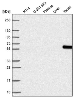 NOC4L Antibody, Novus Biologicals 100&mu;L; Unlabeled:Antibodies, Polyclonal