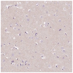 Nociceptin Antibody, Novus Biologicals 100&mu;L; Unlabeled:Antibodies,