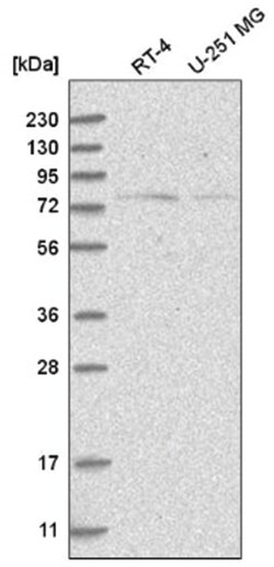 NOL10 Antibody, Novus Biologicals 100&mu;L; Unlabeled:Antibodies, Polyclonal