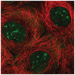 NOL7 Antibody, Novus Biologicals 100&mu;L; Unlabeled:Antibodies, Polyclonal