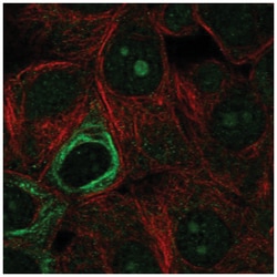 NOL9 Antibody, Novus Biologicals:Antibodies:Primary Antibodies