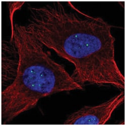 NPAT Antibody, Novus Biologicals 100&mu;L; Unlabeled:Antibodies, Polyclonal