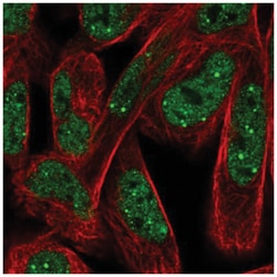 NPAT Antibody, Novus Biologicals:Antibodies:Primary Antibodies