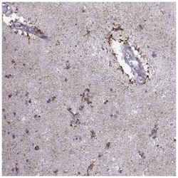 NPW Antibody, Novus Biologicals 100&mu;L; Unlabeled:Antibodies, Polyclonal