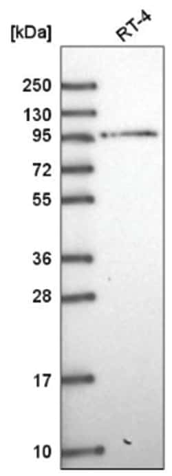 NRAGE/MAGED1 Antibody, Novus Biologicals:Antibodies:Primary Antibodies