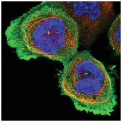 Nrf2 Rabbit anti-Human, Polyclonal, Novus Biologicals 100&mu;L; Unlabeled:Antibodies,