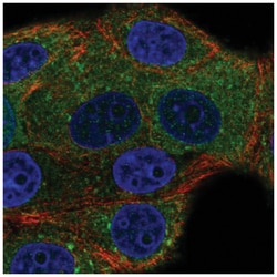 NSF Antibody, Novus Biologicals 100&mu;L; Unlabeled:Antibodies, Polyclonal