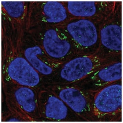 NT-4 Antibody, Novus Biologicals 25 &mu;L, Unlabeled:Antibodies, Polyclonal