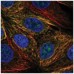 NUDT14 Antibody, Novus Biologicals 25 &mu;L:Antibodies, Polyclonal