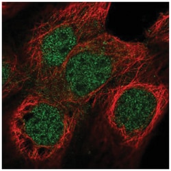Nuf2 Antibody, Novus Biologicals:Antibodies:Primary Antibodies