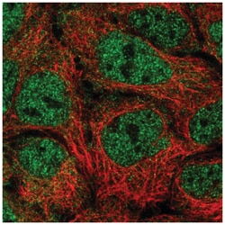 NUFIP2 Antibody, Novus Biologicals 100&mu;L; Unlabeled:Antibodies, Polyclonal