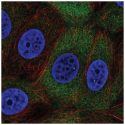 NUP210L Antibody, Novus Biologicals 100&mu;L; Unlabeled:Antibodies, Polyclonal