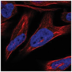 Nurim Antibody, Novus Biologicals:Antibodies:Primary Antibodies