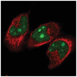 NVL Antibody, Novus Biologicals 100&mu;L; Unlabeled:Antibodies, Polyclonal
